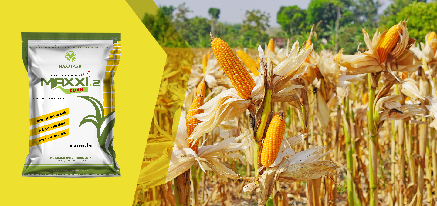 Raih Cuan Maxximal dengan Menanam Jagung Maxxi 2 Cuan!