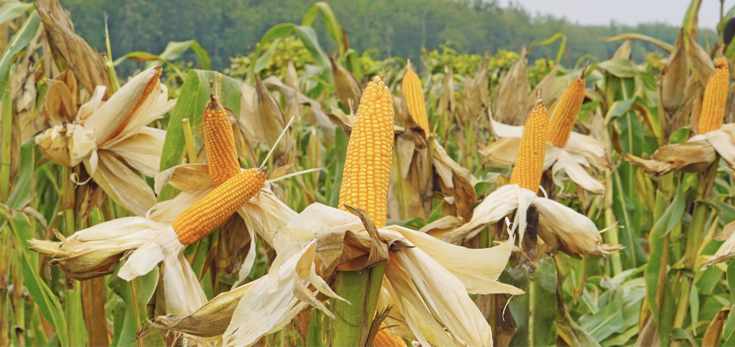 4 Hal yang Mempengaruhi Produktivitas Jagung